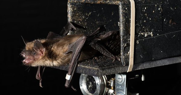 Photo published for Bat brain signals illuminate navigation in the dark